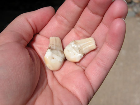 elk ivory teeth worth