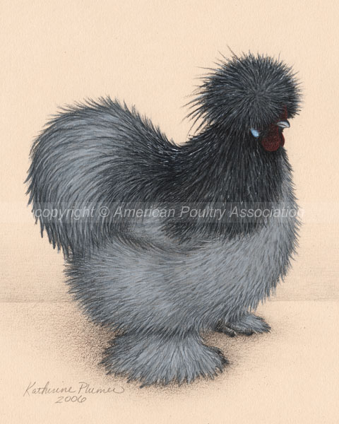 Silkies Hens