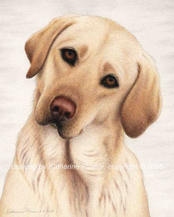 Yellow Labrador Dog Drawing