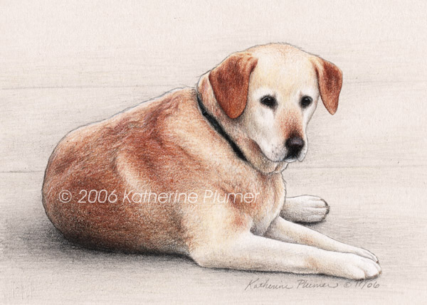 Yellow Labrador Dog Drawing