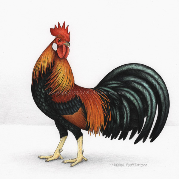 Leghorn Chicken art drawing